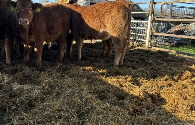 Hízó marha alapanyag