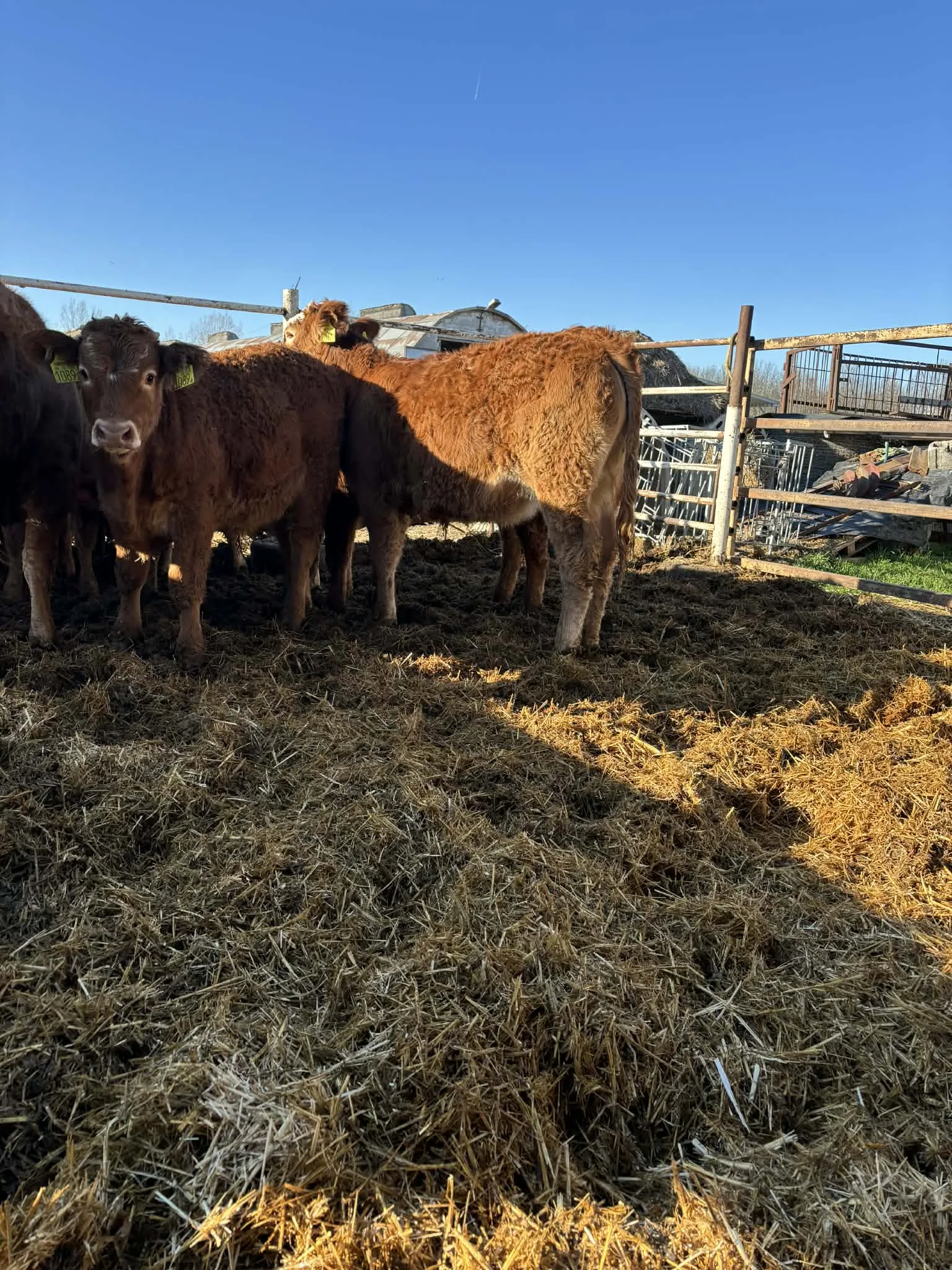 Hízó marha alapanyag